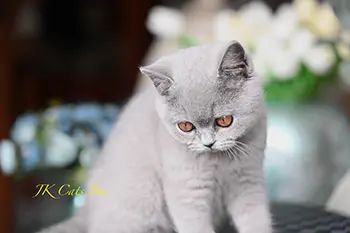 litterb (21) copy
